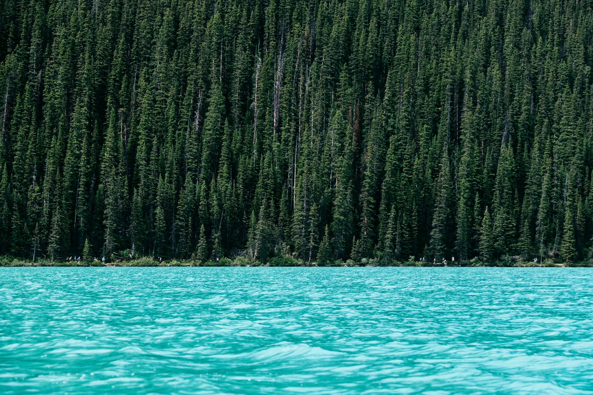 lake beside green pine trees
