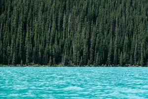 lake beside green pine trees