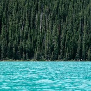 lake beside green pine trees