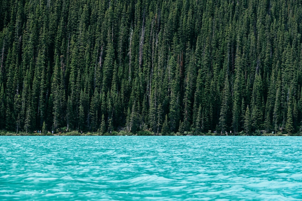 Lago junto a pinos verdes