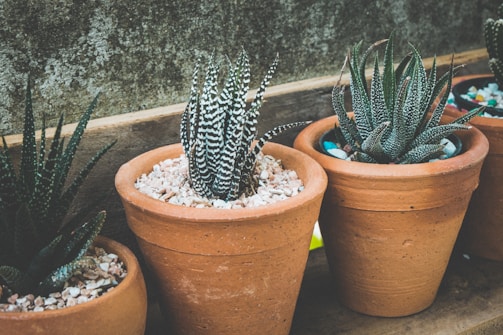 Several terracotta pots are lined up, each containing a different type of succulent plant. The plants have distinct textures and patterns, with pebbles scattered on the soil surface.