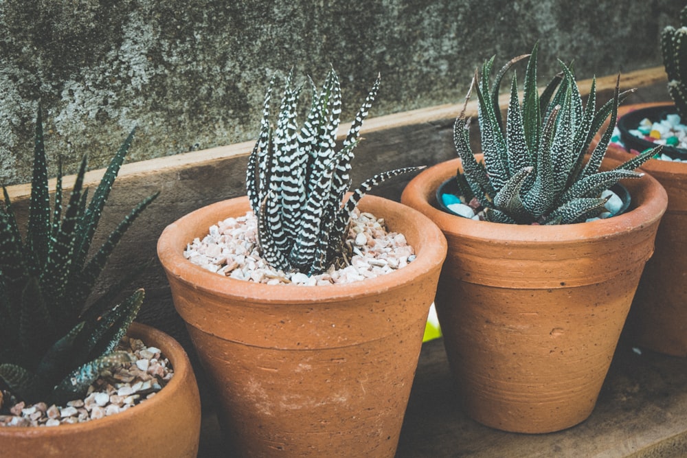 three green and white Aloe Vera plants