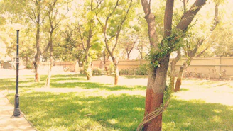 Community members planting young trees together in a sunny park area.