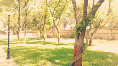 Community members planting young trees together in a sunny park area.