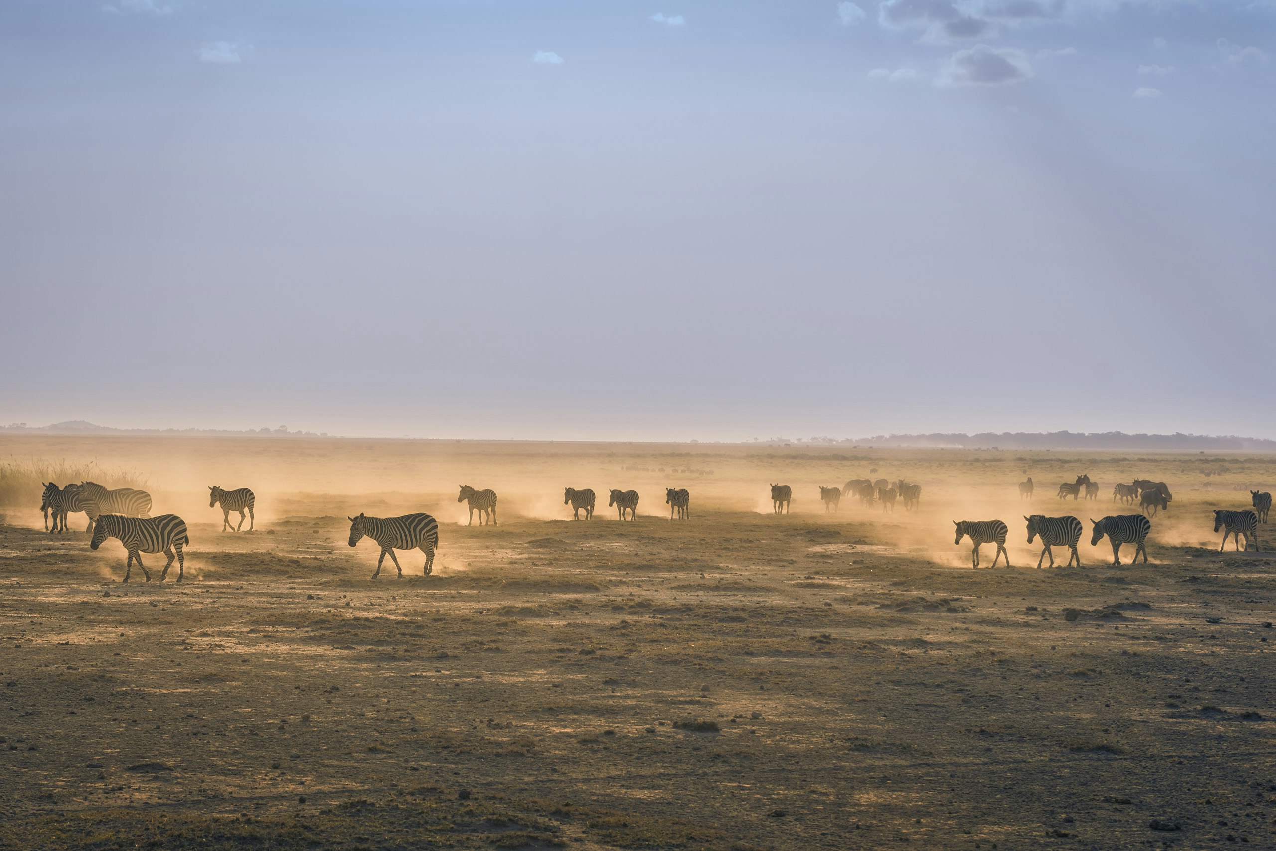 herd of zebra on sand field