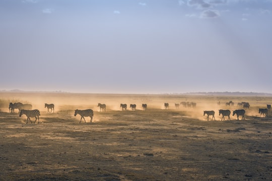 herd of zebra on sand field in Amboseli National Park Kenya