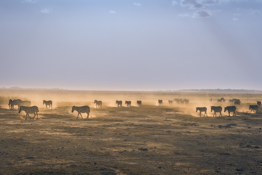 troupeau de zèbres sur un champ de sable