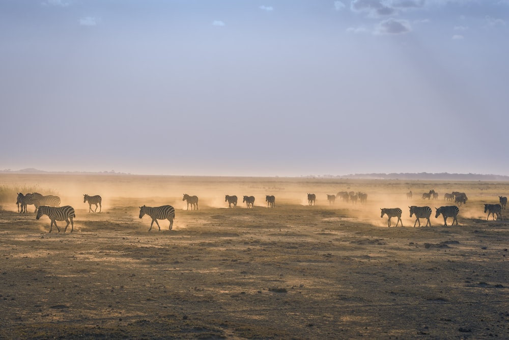 herd of zebra on sand field