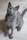 russian blue cat on white floor