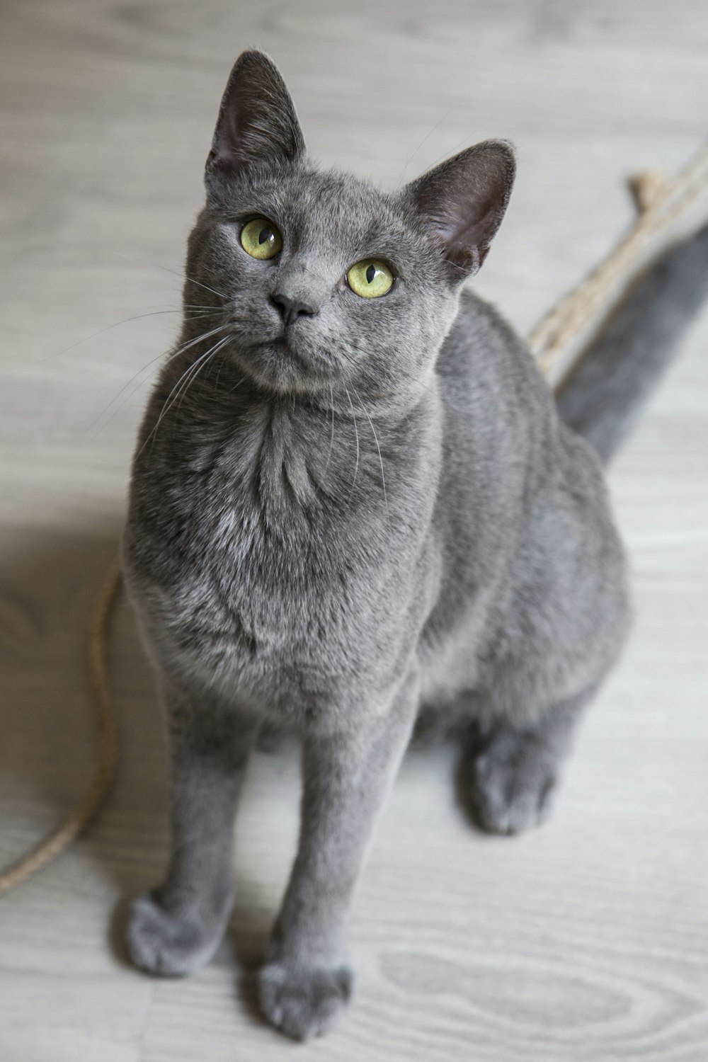 Gato azul russo no chão branco