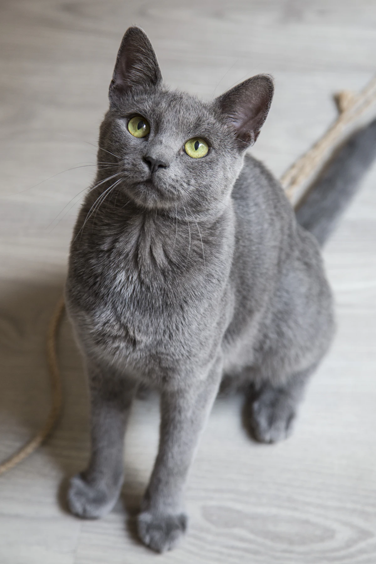 Gato gris sobre fondo claro, tenencia responsable en Puente Alto