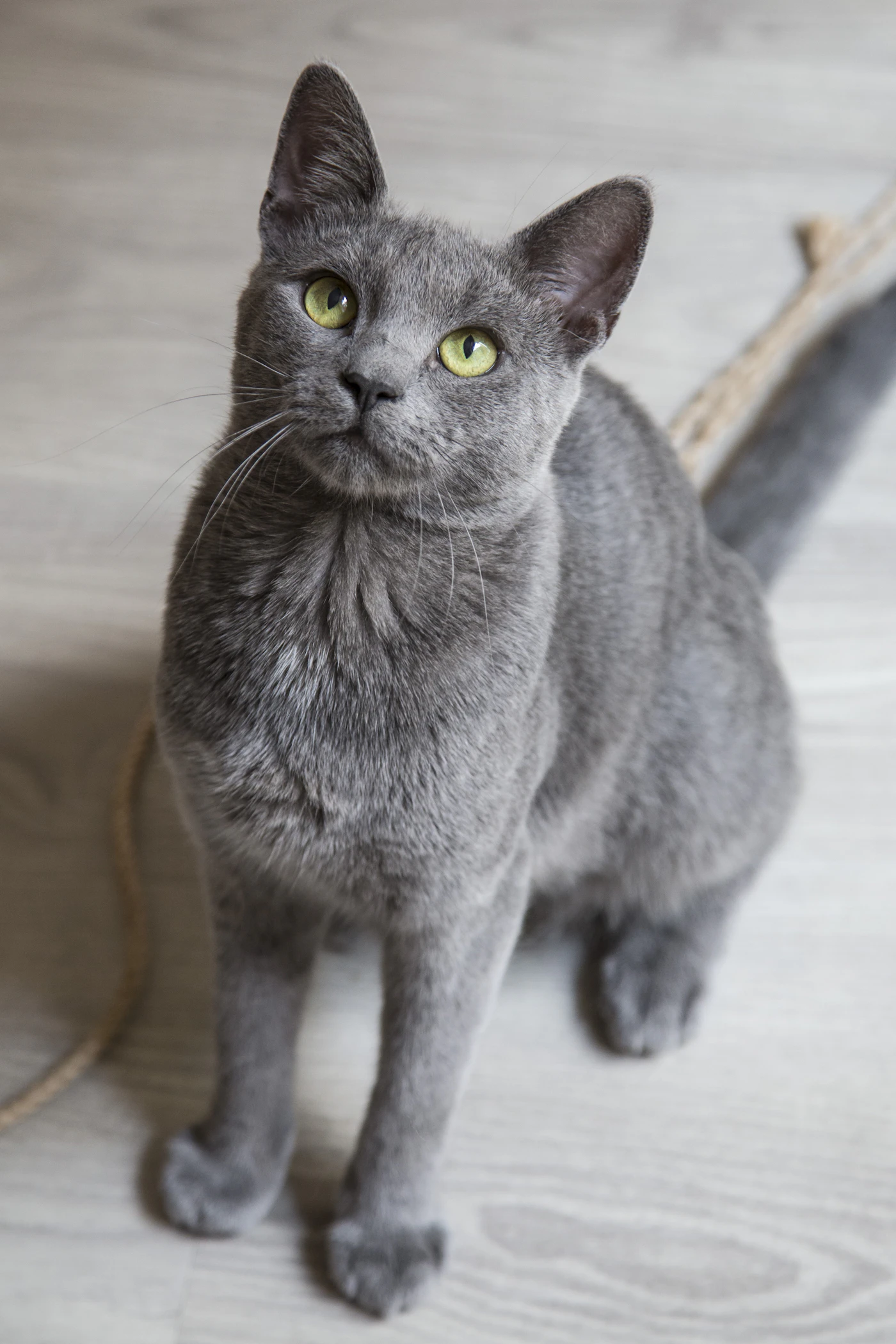 Gato Azul Ruso de pelaje gris azulado y ojos verdes
