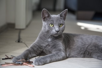 chat domestique