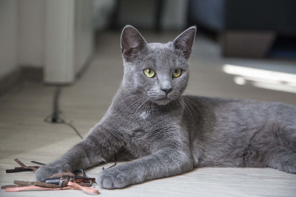 russian blue cat lying on brown wooden table