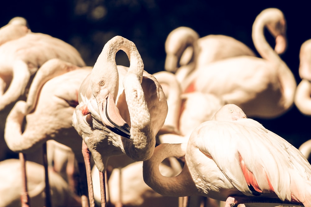 Troupeau de flamants roses