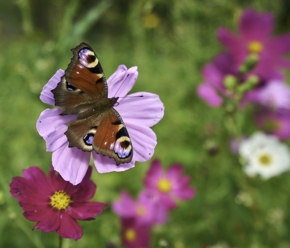 Una farfalla arancione rossastra su un fiore rosa.