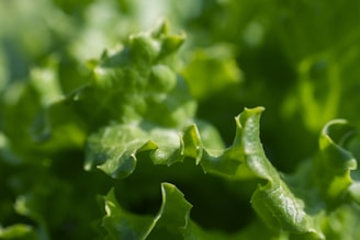 Close-up of vibrant green lettuce leaves freshly picked