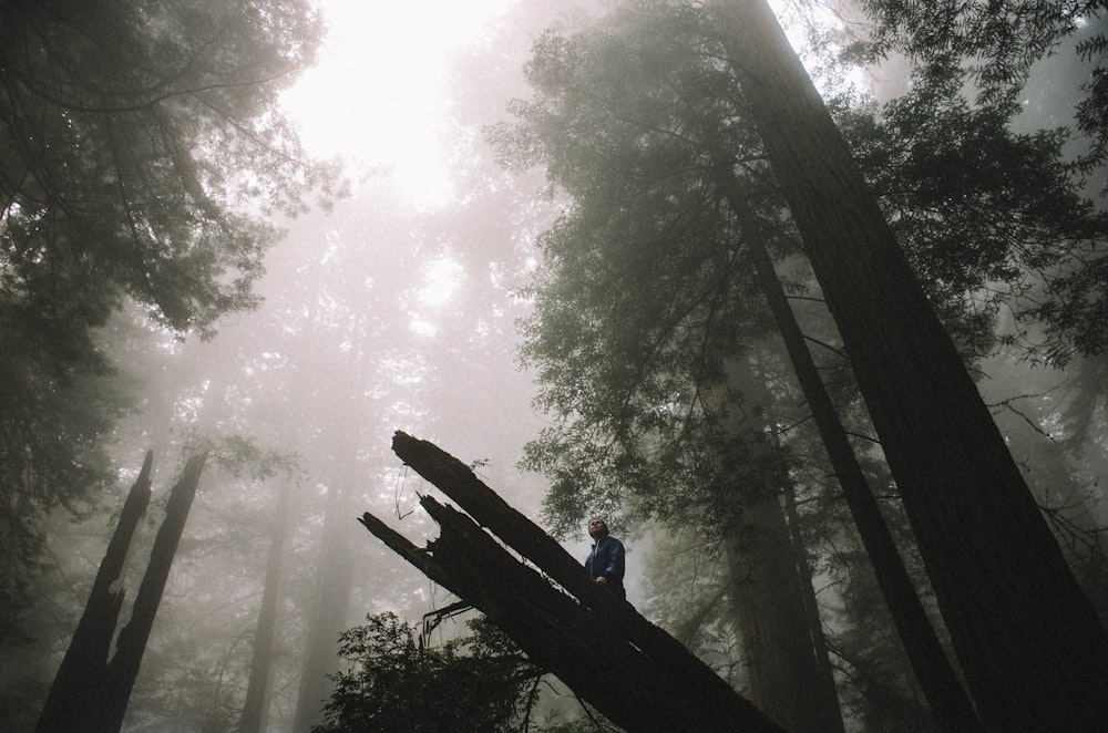 숲에 있는 나무의 로우 앵글 사진