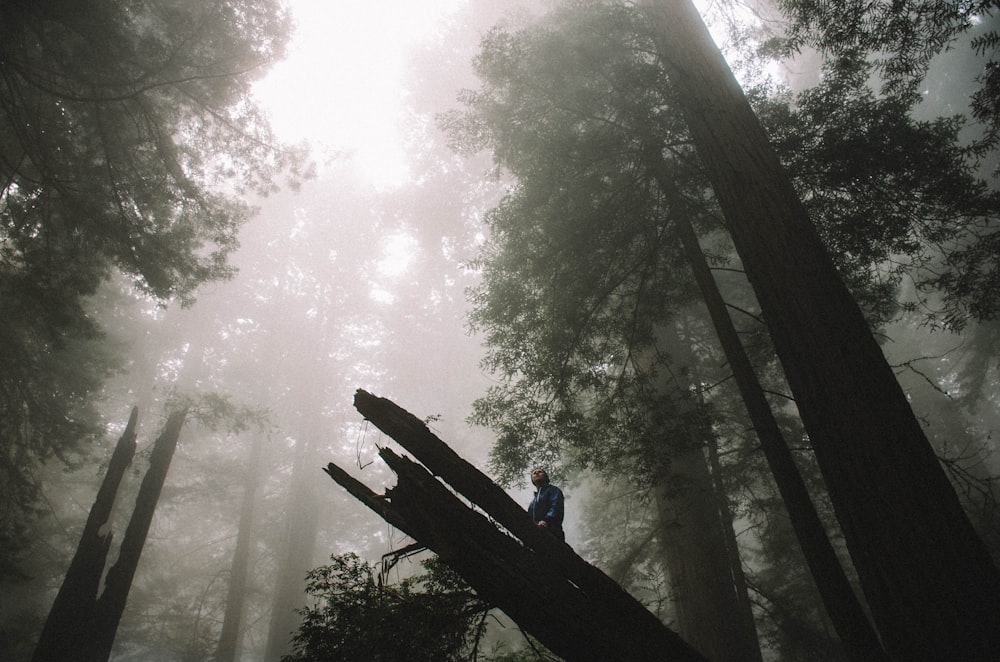 Flachwinkelfotografie von Bäumen im Wald