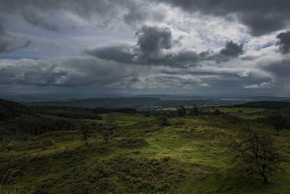 green grassland