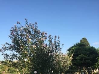 A lush garden filled with vibrant flowers and greenery under a clear blue sky.