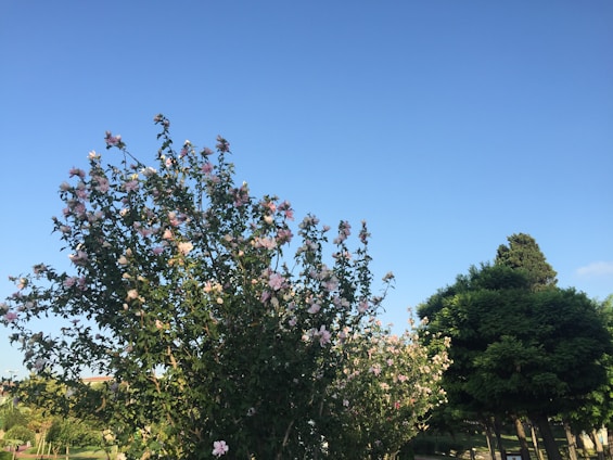 A lush, freshly landscaped garden with vibrant flowers and neatly trimmed shrubs under a clear blue sky.