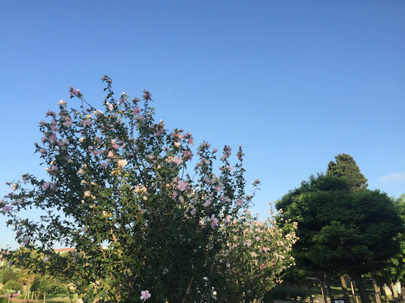 A beautifully landscaped garden with lush greenery and colorful flowers under a clear blue sky.