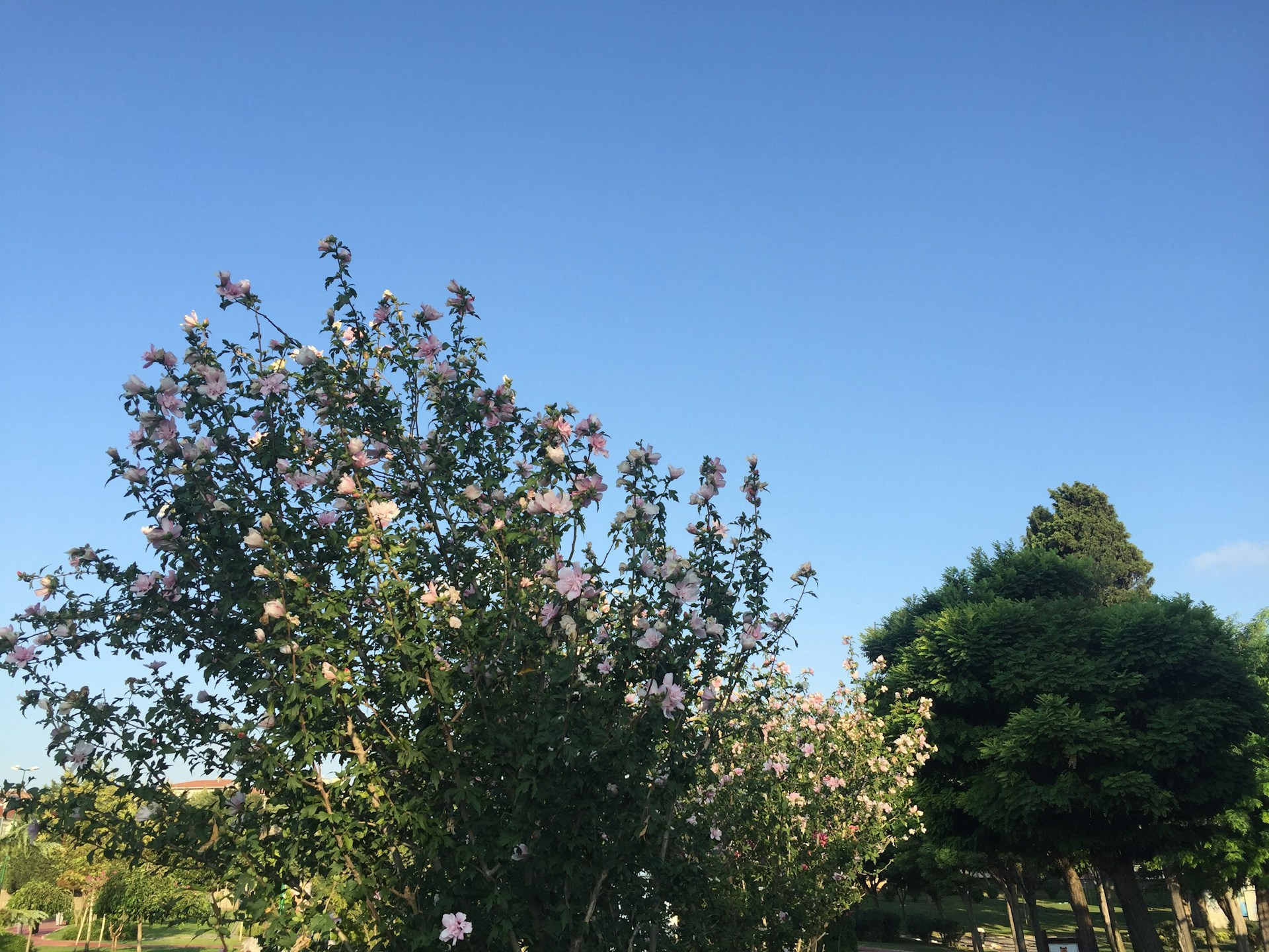 black and brown leather padded tub sofa