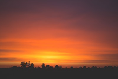 silhouette of trees evening teams background