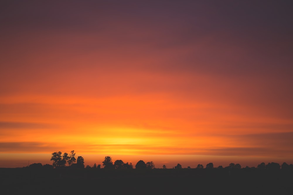 silhouette d’arbres