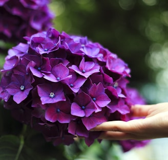 purple hydrangeas flowers