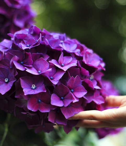 purple hydrangeas flowers