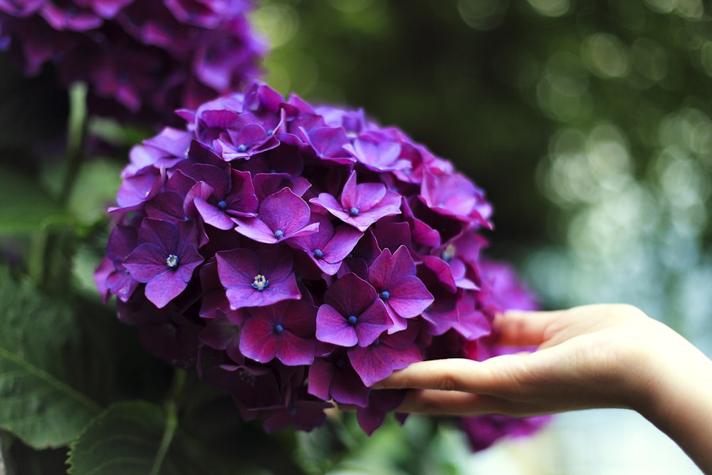 紫紫陽花の花