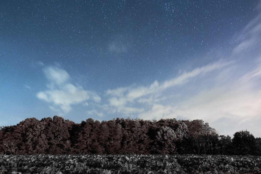 Alberi marroni durante il giorno