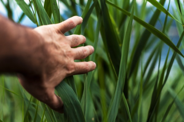 Écologie, prenez la main !