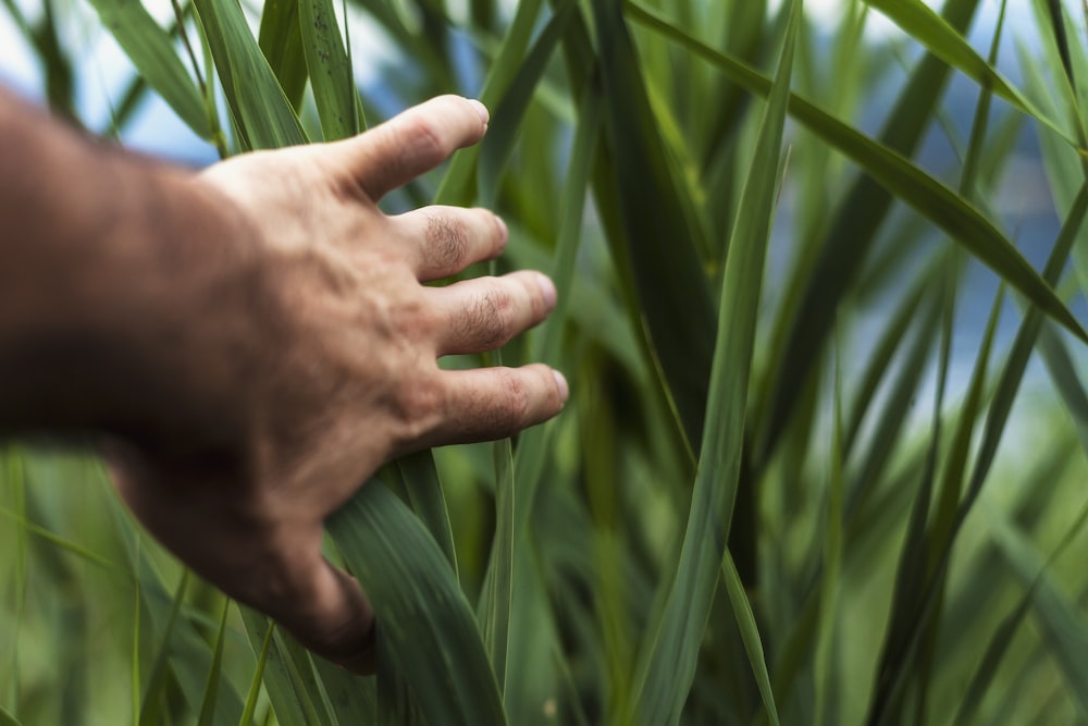 person holding green grass