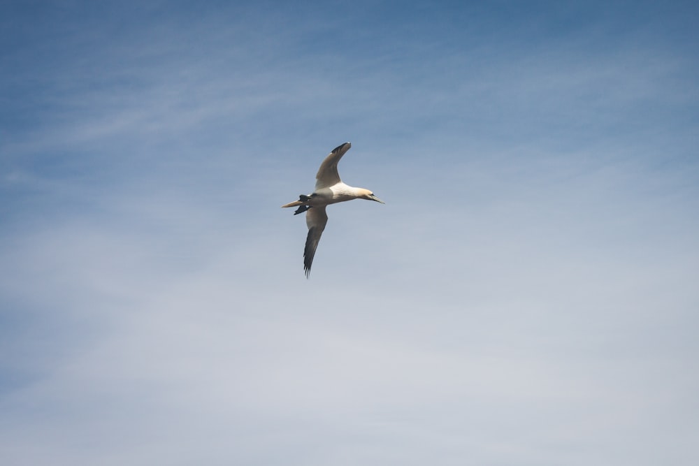 昼間、青空の下を飛ぶ白と黒の鳥