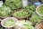 Various types of fresh green vegetables are displayed in woven baskets at a market. The leafy greens and long beans are arranged neatly, showcasing their freshness and vibrant colors.