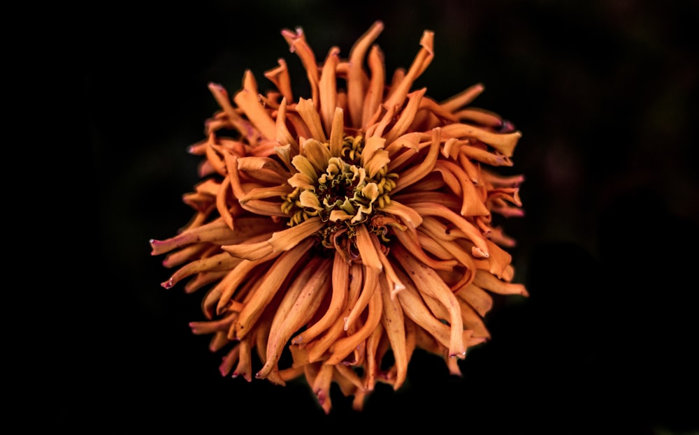 micro photography of brown petaled flower