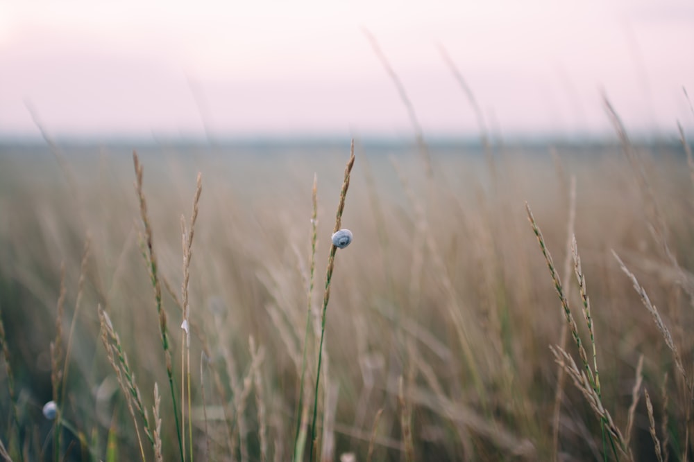 grass field at daytime