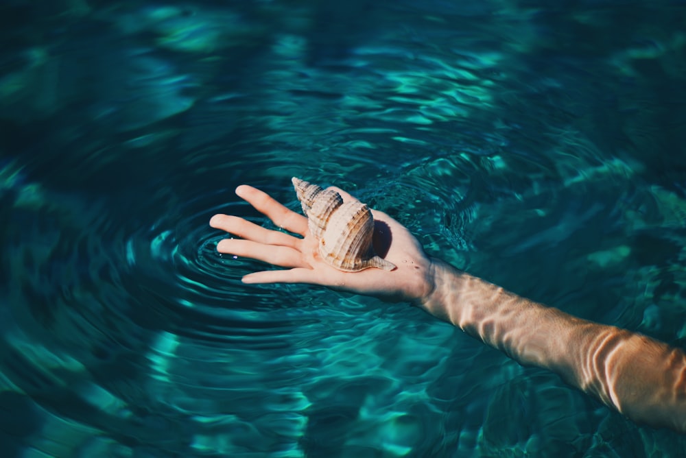 brown conch shell on right human palm