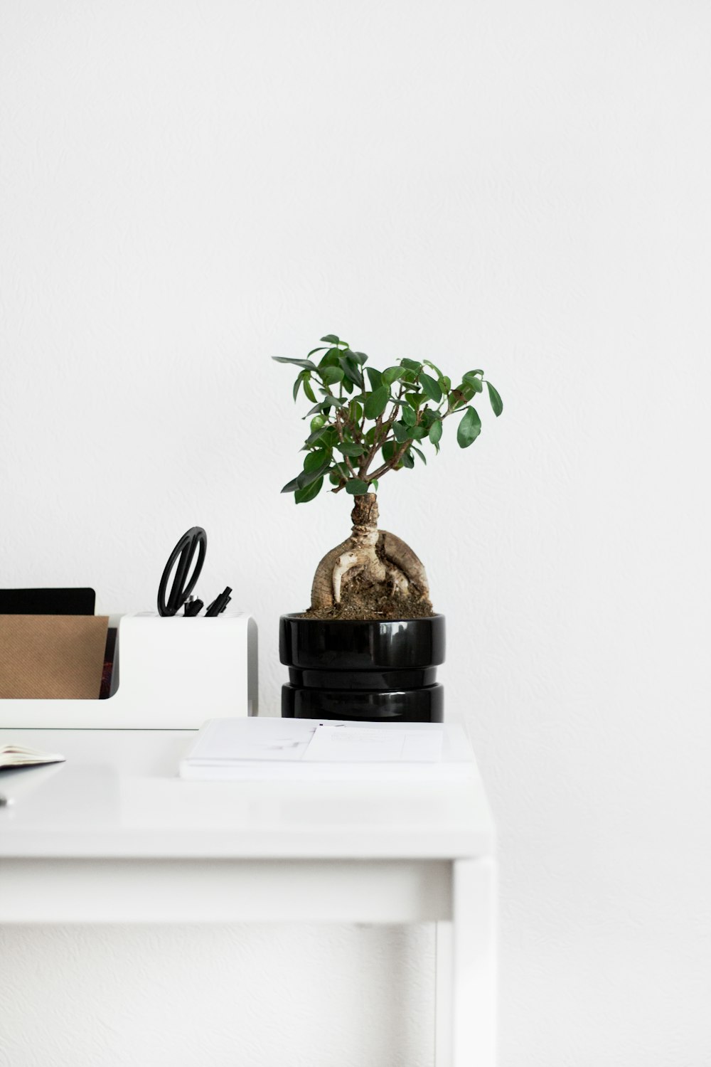 white and green leaf plant