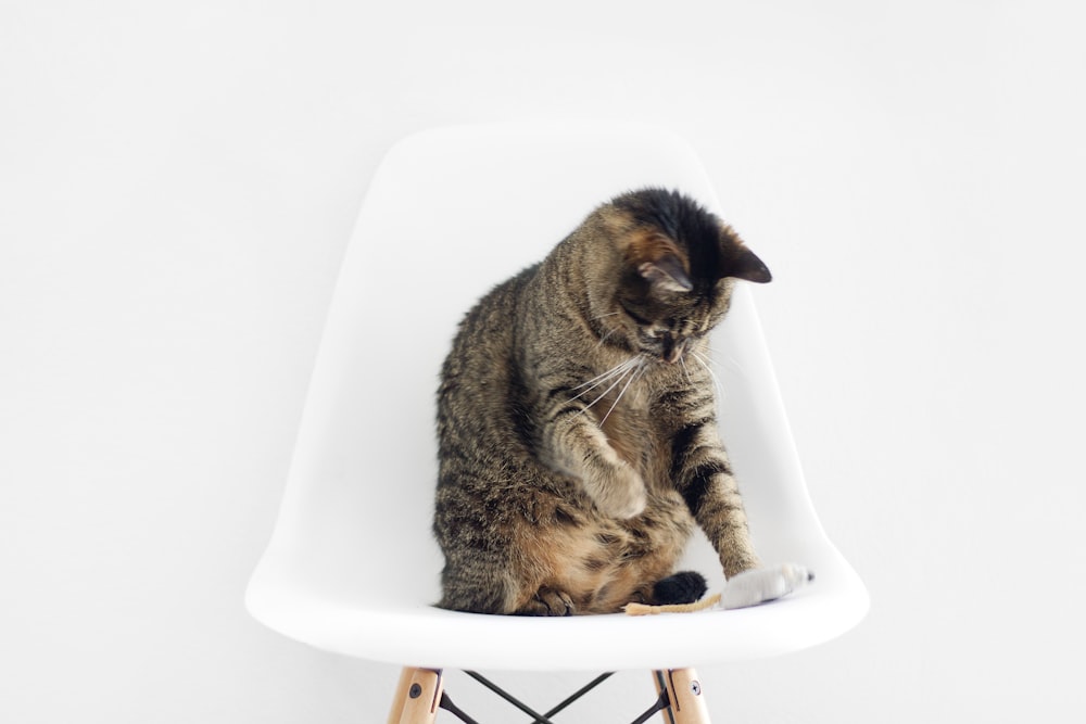 brown tabby cat sitting on bar stool