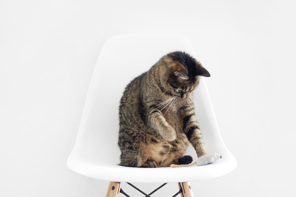 chat tigré brun assis sur un tabouret de bar