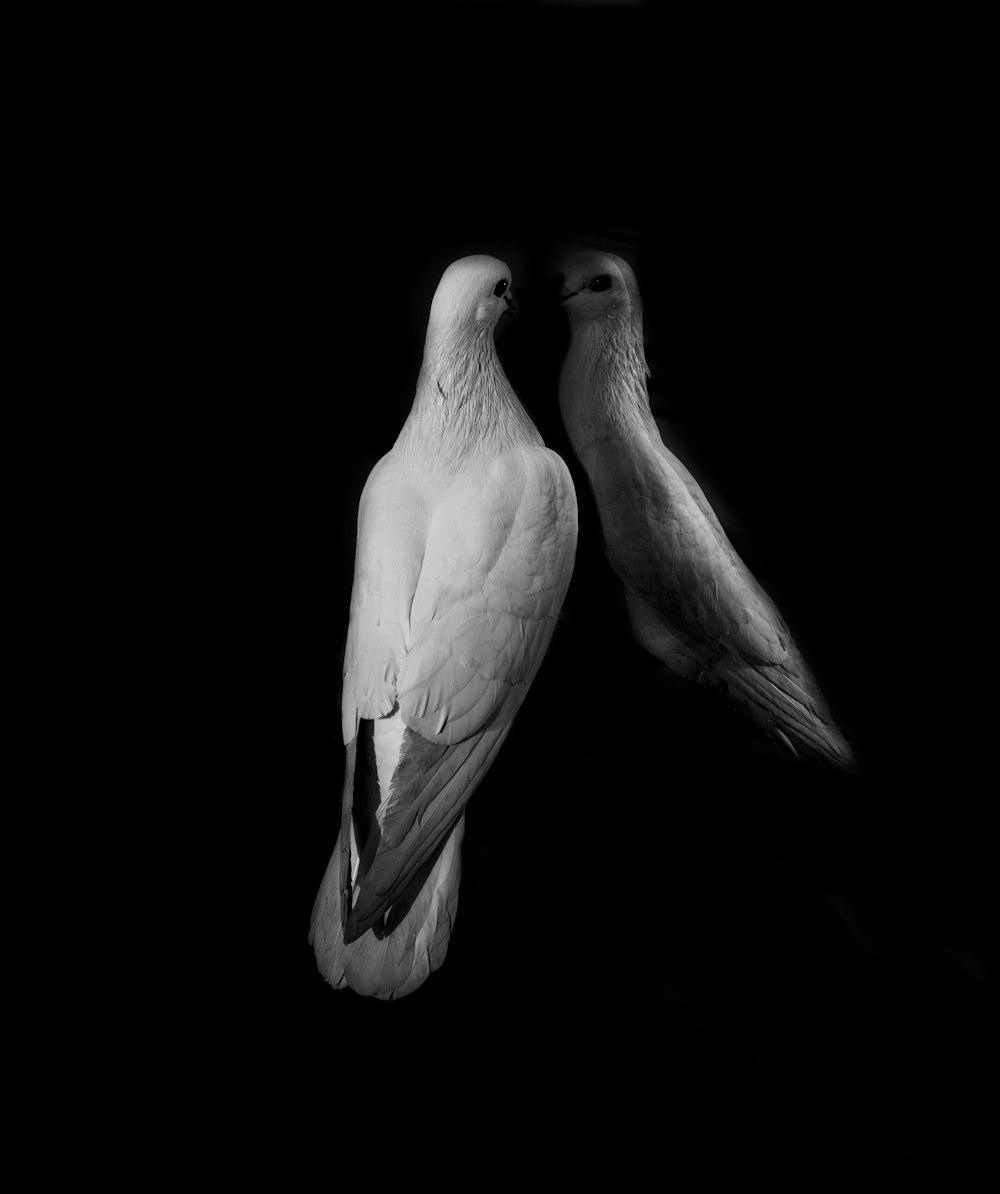 A bird staring at itself with a dark background.