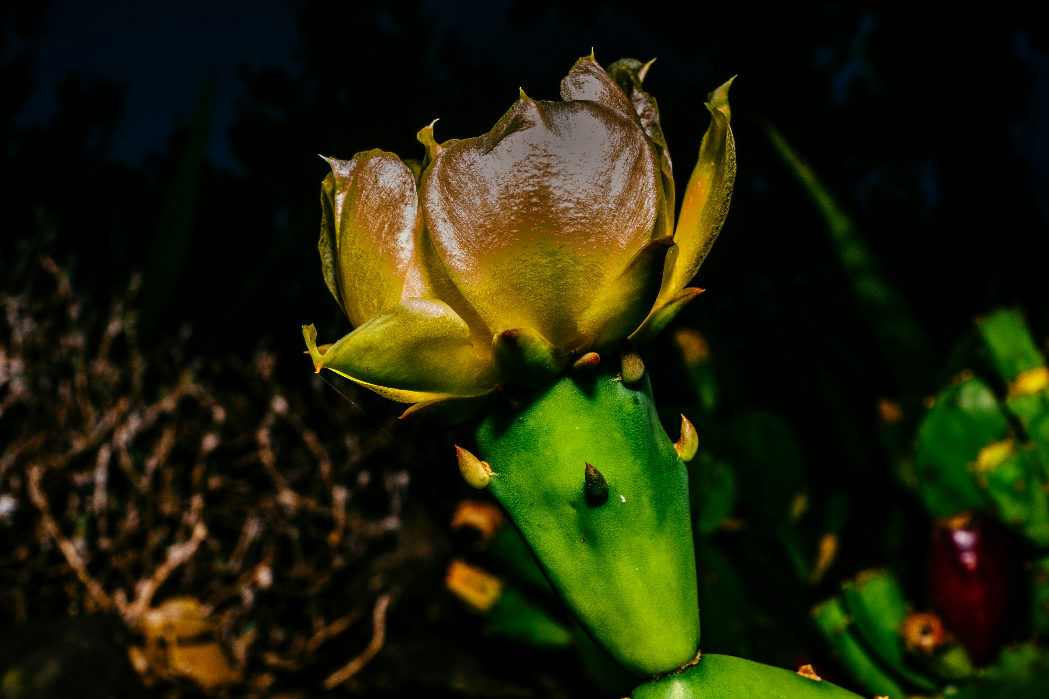 Free Unsplash photo from Bruno Raffa