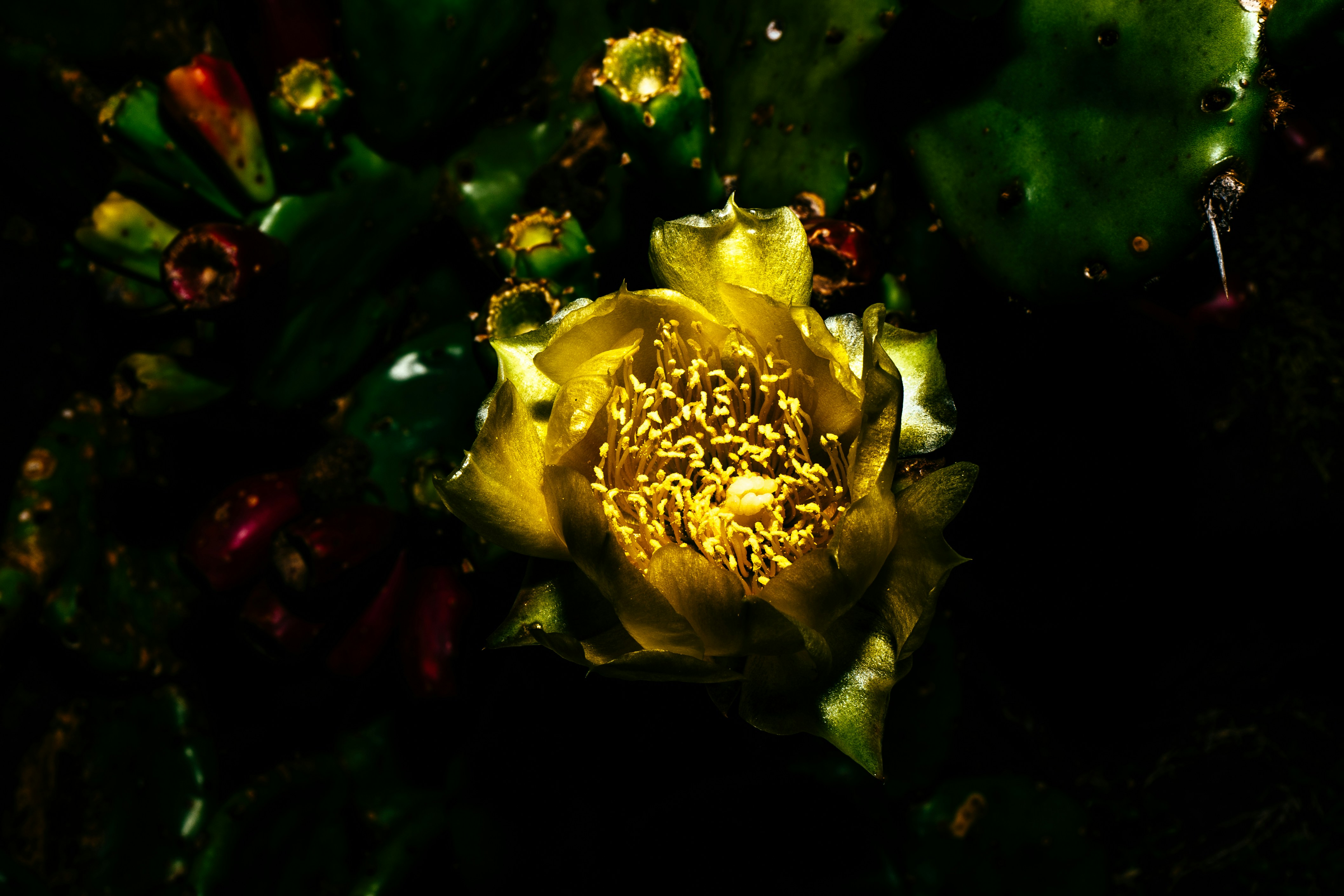 Free Unsplash photo from Bruno Raffa