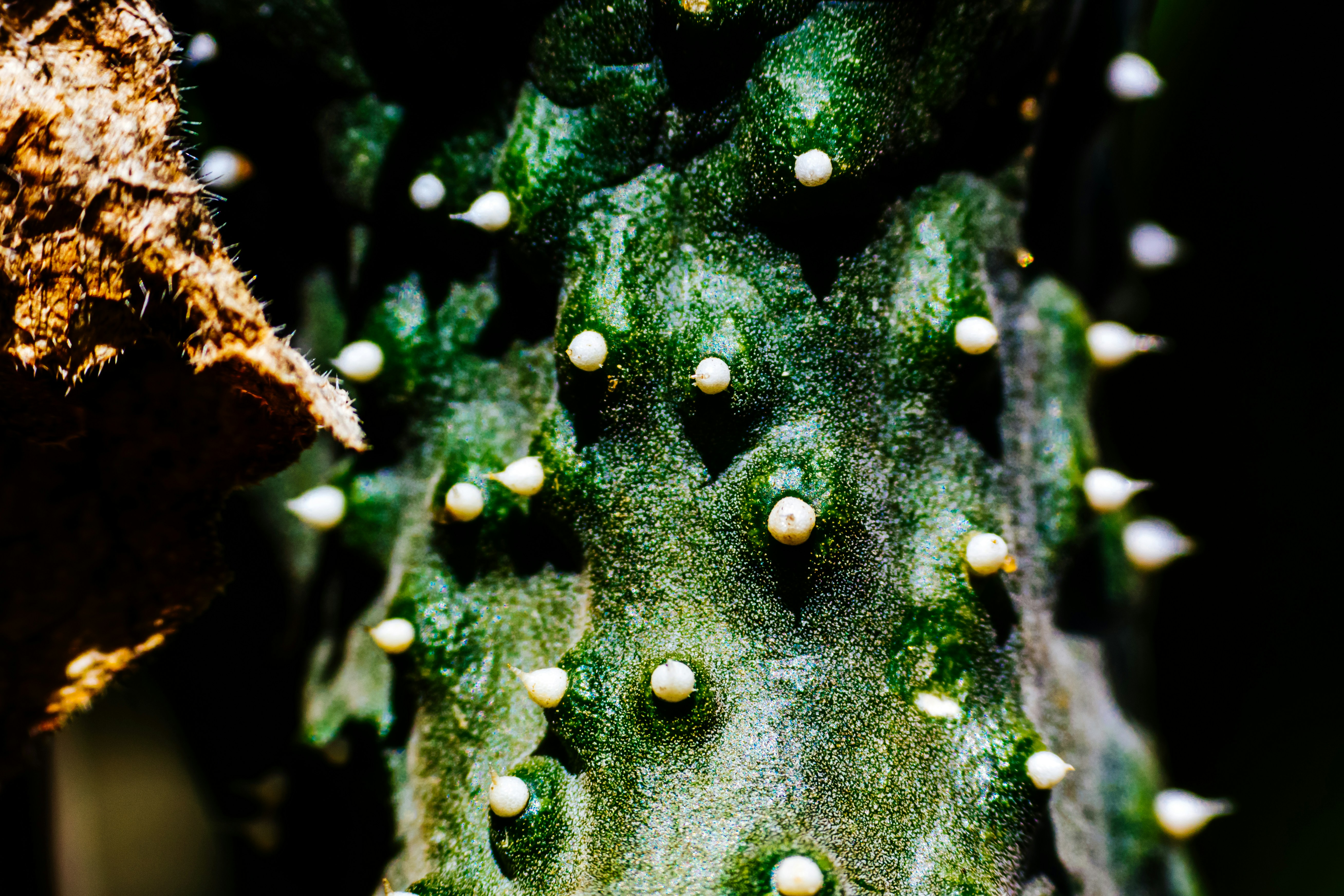 Free Unsplash photo from Bruno Raffa