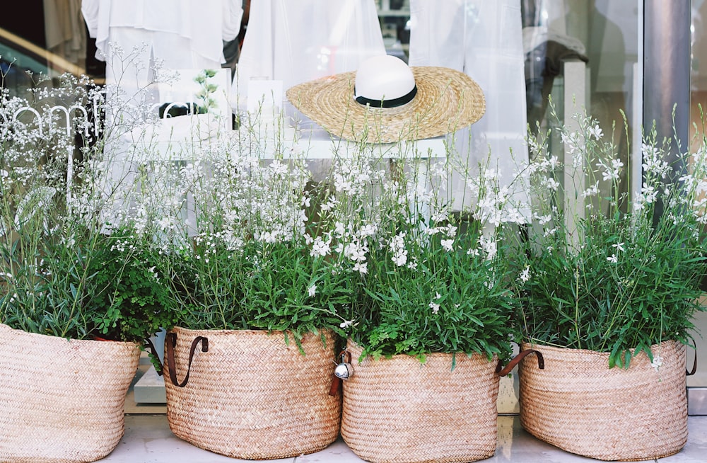 white petaled flowers on pots