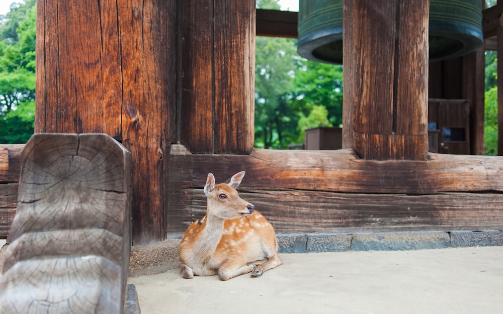 brown deer lying on ground near brown wooden post